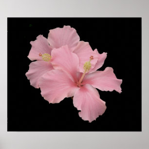 Hibiscus - Soft Angel Pink Poster