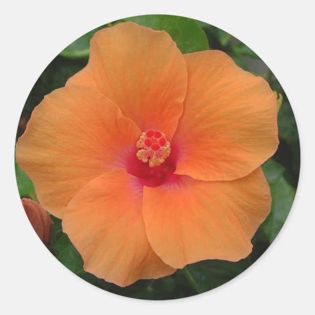 Hibiscus Sticker (Front)