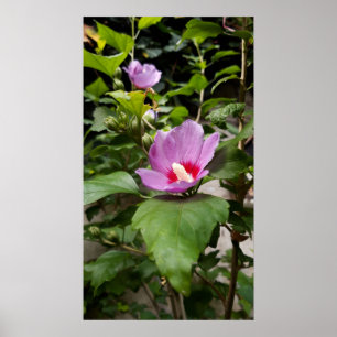 Hibiscus syriacus Aphrodite Shrub , rose Bloom Poster