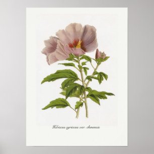 Hibiscus syriacus var. chinensis poster