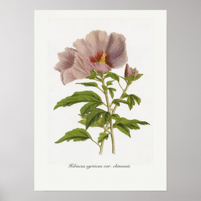 Hibiscus syriacus var. chinensis poster (Front)