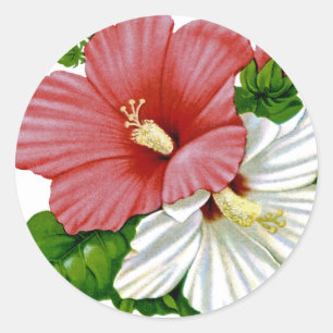 Hibiscus Vintage Seed Packet Classic Round Sticker
