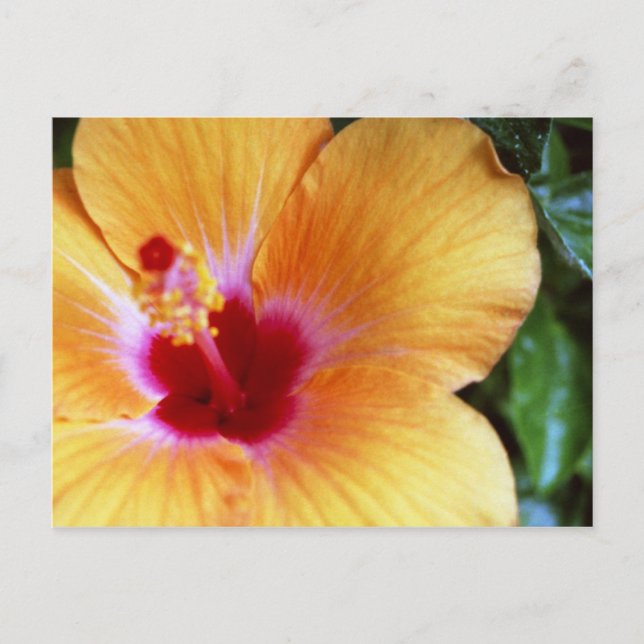 Hibiscus, Yellow-Orange Postcard (Front)