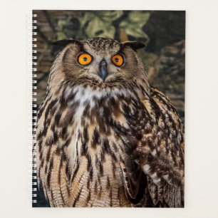 Hibou 2022