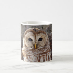 Hibou barré dans la tasse d'arbre