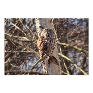 Hibou barré dans une photo d'arbre de bouleau