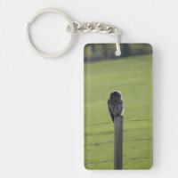 Hibou barré de BAOW