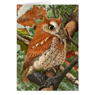 Hibou de cri strident (phase brune)