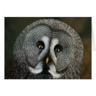 Hibou de grand gris