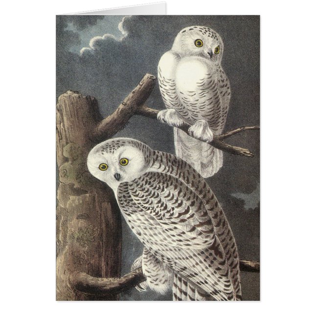 Hibou de Milou, John Audubon (Devant)