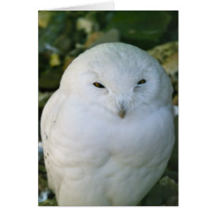 Hibou des neiges