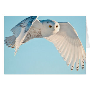 Hibou des neiges en vol