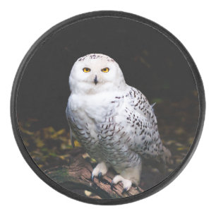Hibou des neiges majestueux d'hiver