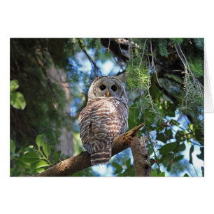 Hibou du Hot sauvage qui brille dans la forêt