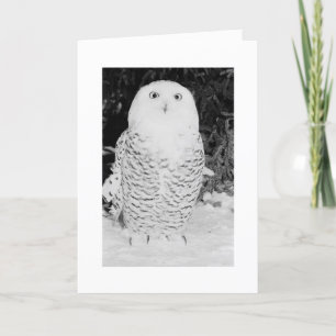 Hibou fait sur commande d'hiver de carte de Noël