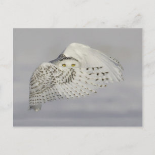 Hibou Harfang des neiges 2 Postcard
