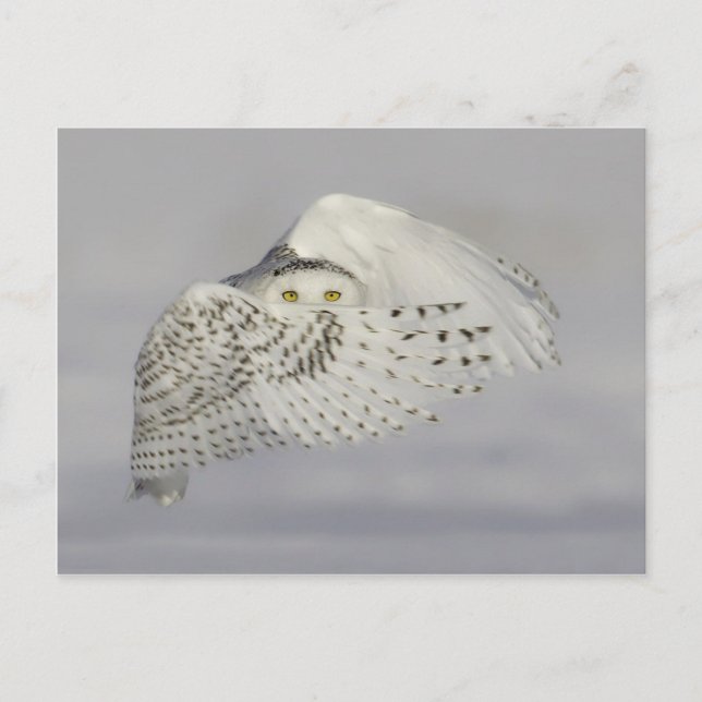 Hibou Harfang des neiges  2 Postcard (Front)