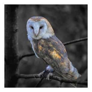 Hibou : Photographie couleur sélective