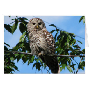 Hibou sur le fil