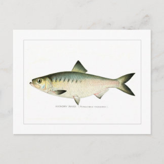 Hickory Shad Postcard
