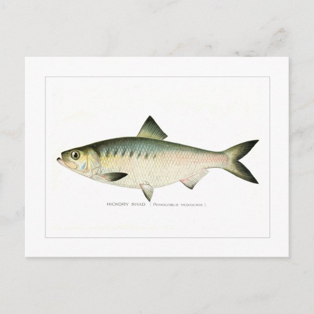 Hickory Shad Postcard (Front)