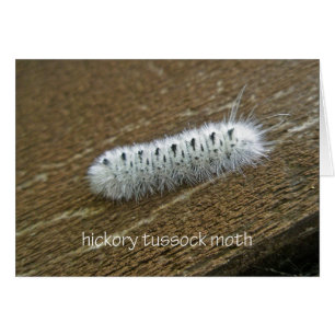 Hickory Tussock Moth (Lophocampa caryae) Articles