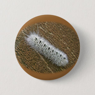 Hickory Tussock Moth (Lophocampa caryae) Items 2 Inch Round Button