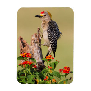 Hidalgo County, Texas. Golden-fronted Woodpecker Magnet