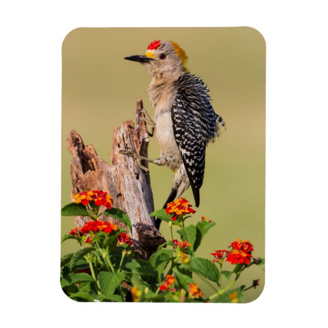 Hidalgo County, Texas. Golden-fronted Woodpecker Magnet (Vertical)