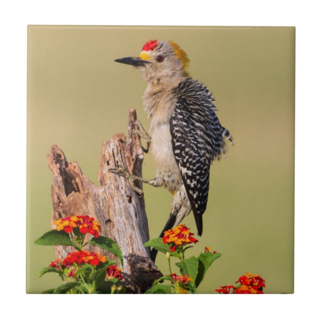 Hidalgo County, Texas. Golden-fronted Woodpecker Tile (Front)