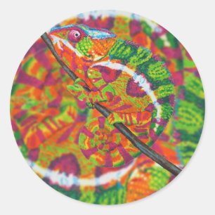 Hidden Chameleon stickers