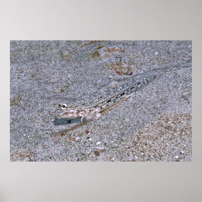 Hidden Dragonete Poster (Front)