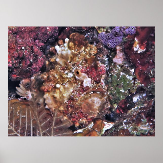 Hidden Frogfish Poster (Front)