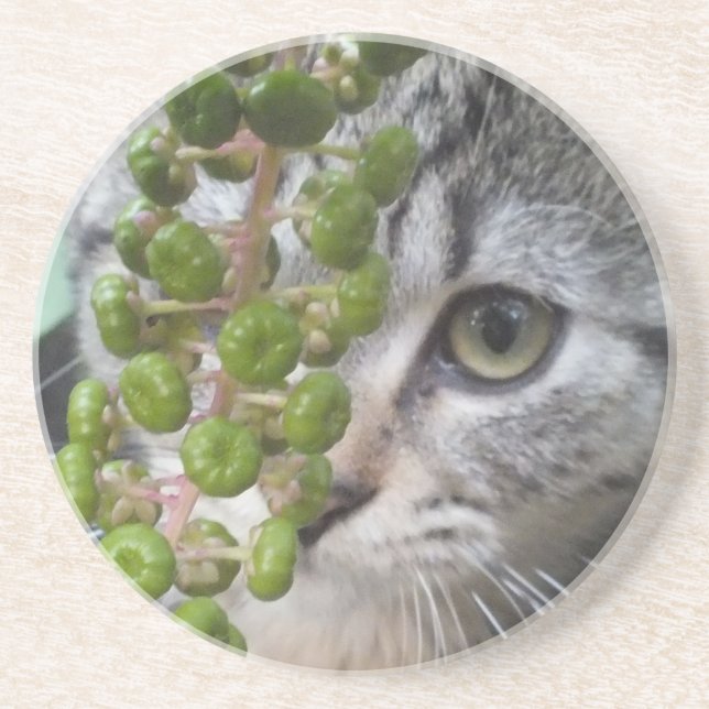 Hidden Kitten Coaster (Front)