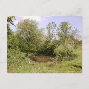 Hidden Pond Photo Postcard