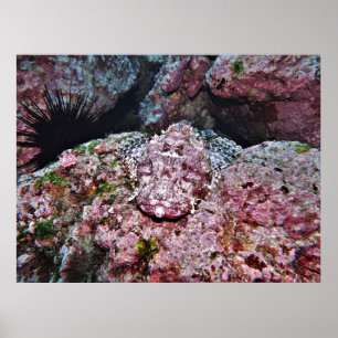 Hidden Scorpionfish Poster