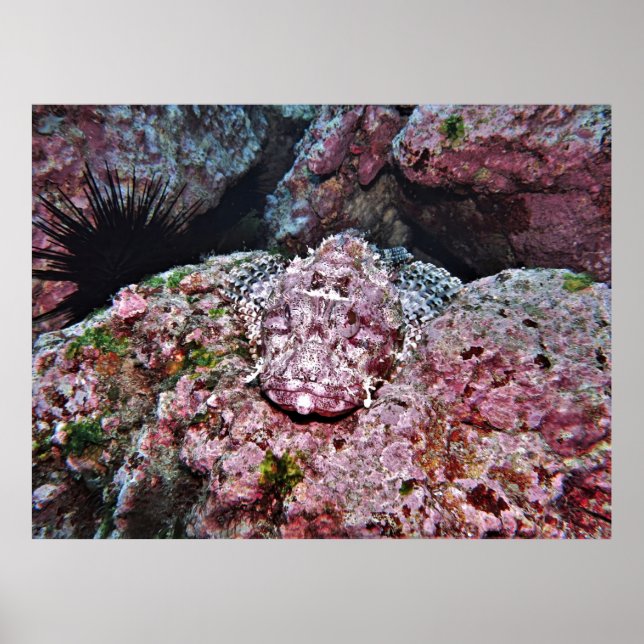 Hidden Scorpionfish Poster (Front)