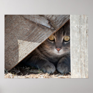 Hide-a-Kitty Poster