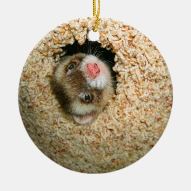 Hide-and-Seek Pauley Ornament (Front)