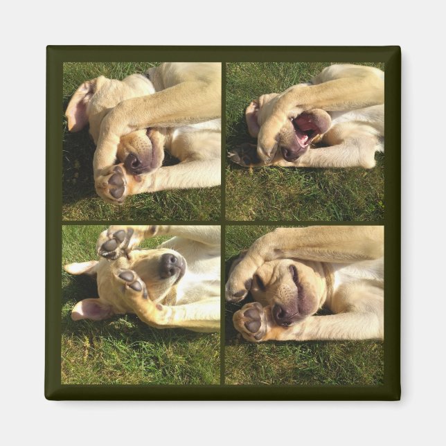 Hide and Seek Puppy Magnet (Front)