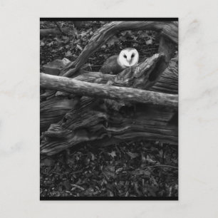 Hide & Seek Postcard