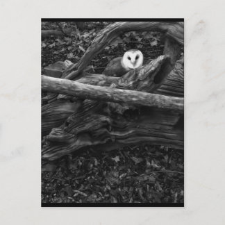 Hide & Seek Postcard