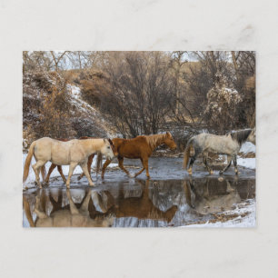 Hideout Horse Ranch Postcard