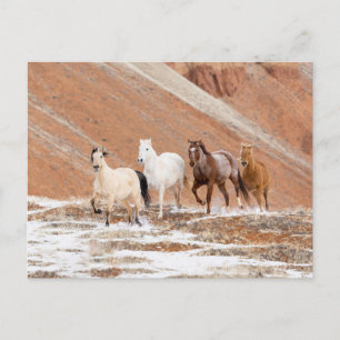 Hideout Ranch with Small Herd of Horses in Snow Postcard