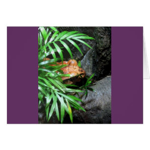Hiding Frog CB Greeting Card