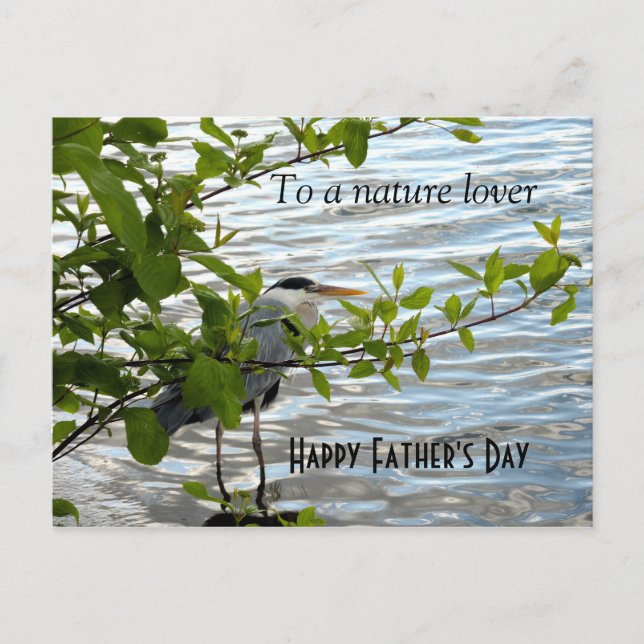 Hiding Heron! Postcard (Front)