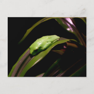 "Hiding in Plain Sight" postcard