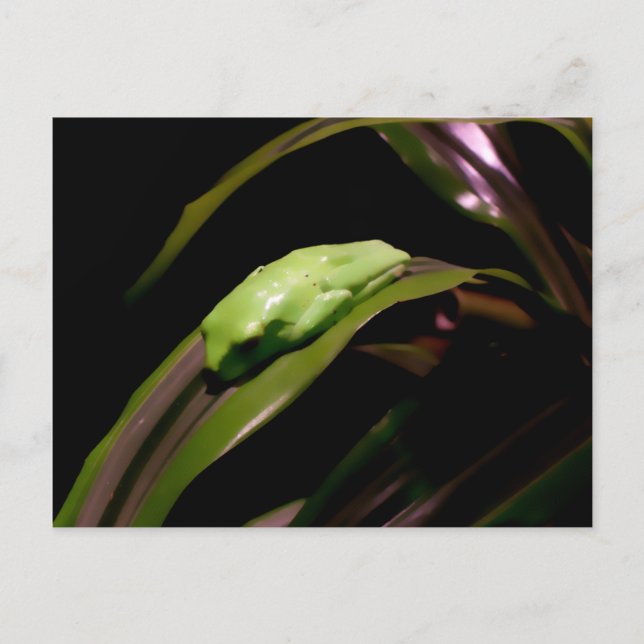 "Hiding in Plain Sight" postcard (Front)