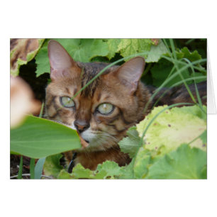 Hiding in the Garden