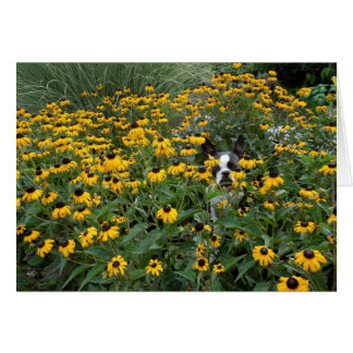 Hiding in the Rudbeckia - Lola B. Boston